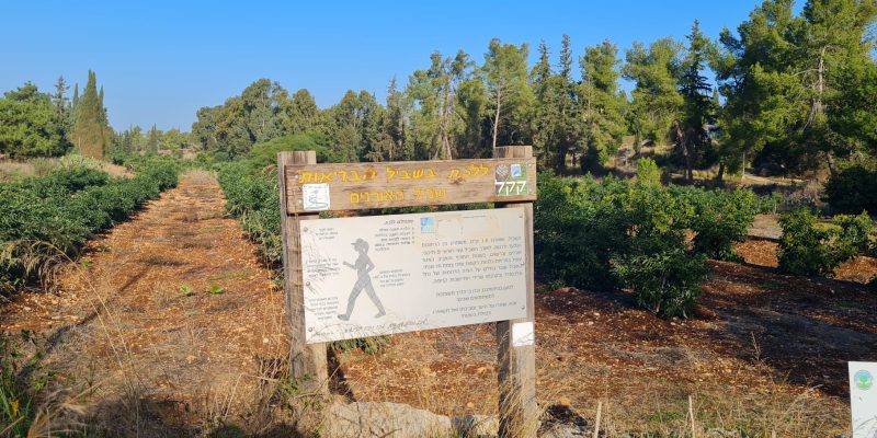 שביל האורנים ושביל אלוני התבור – כוכב יאיר
