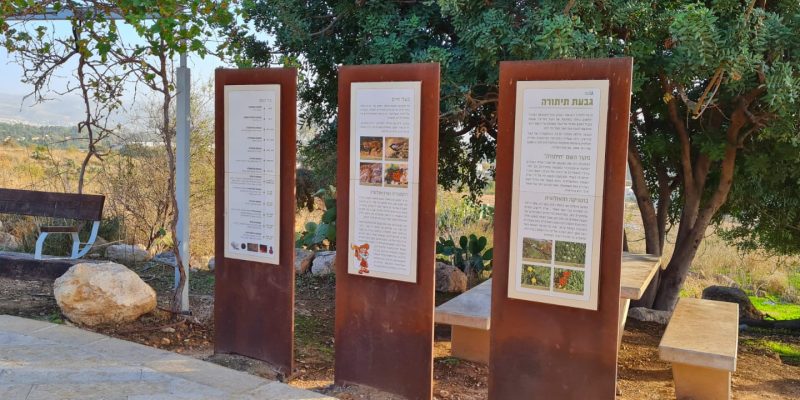 גבעת התיתורה במודיעין – טיול נגיש לכל המשפחה