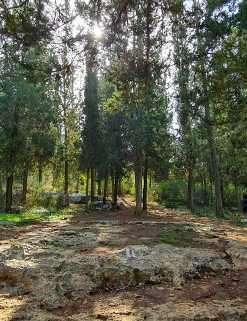מסלול שביל פרחי הבר – חורבת דייר ומצפור אילן יער ראש העין