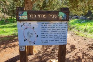 מסלול שביל פרחי הבר – חורבת דייר ומצפור אילן יער ראש העין