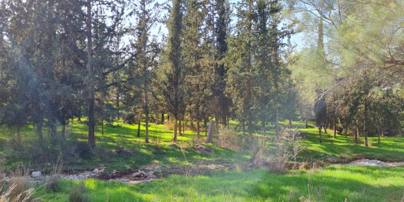 יער גבעת הכ"ח – אנדרטת חטיבת אלכסנדרוני יער קולה