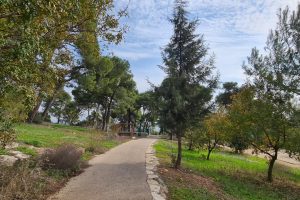 יער בלפור יער קהילתי במגדל העמק