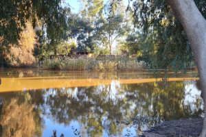 שלולית החורף שפיר – עין צורים