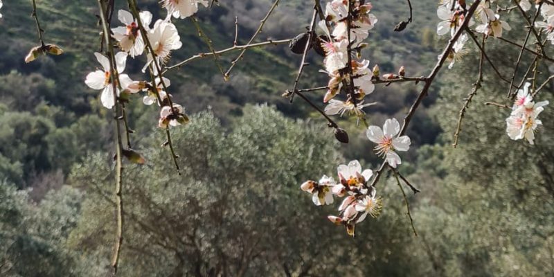 שקדיות בשמורת הטבע נחל ראש פינה