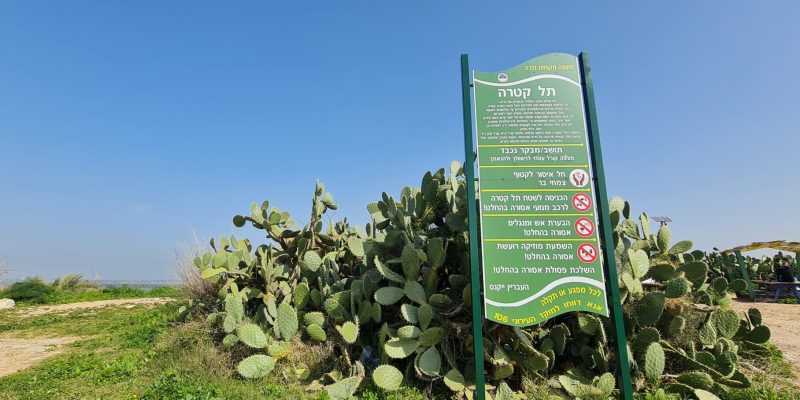 תל קטרה – מצפה קורל פריחת התורמוסים