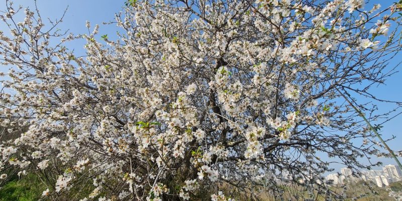 פריחת השקד בתל יבנה