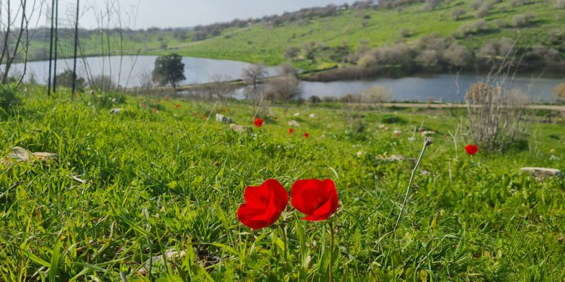 מאגר גלעד רמות מנשה
