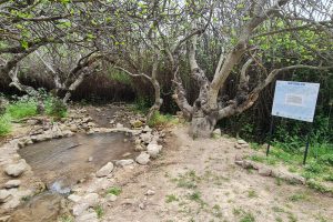 נחל פארעם – חצור הגלילית