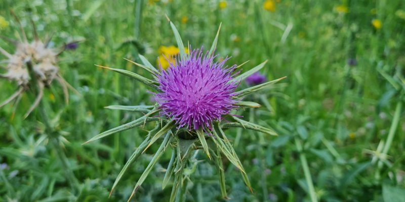 גן לאומי ארבל מבואת חורבת חמאם