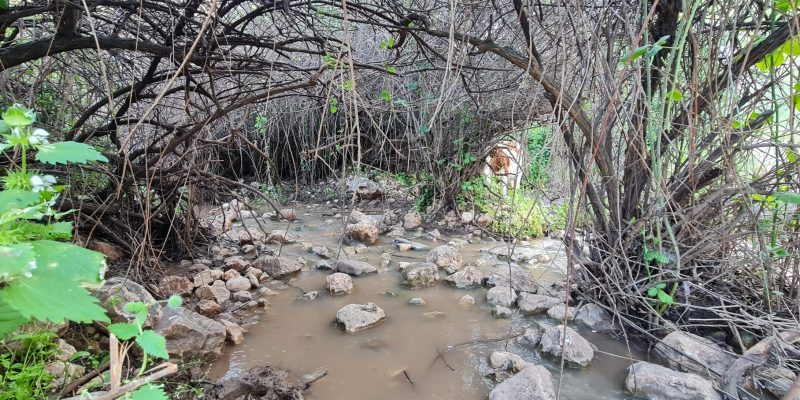 גן לאומי ארבל מבואת חורבת חמאם