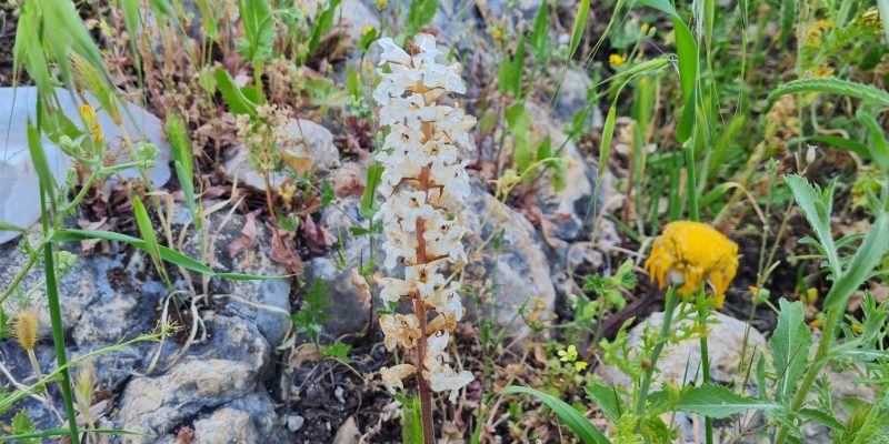 גן לאומי ארבל מבואת חורבת חמאם