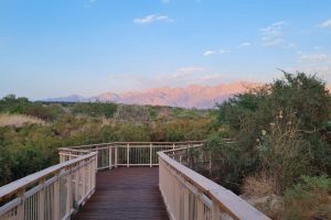 פארק הצפרות ובריכות הפלמנגו באילת