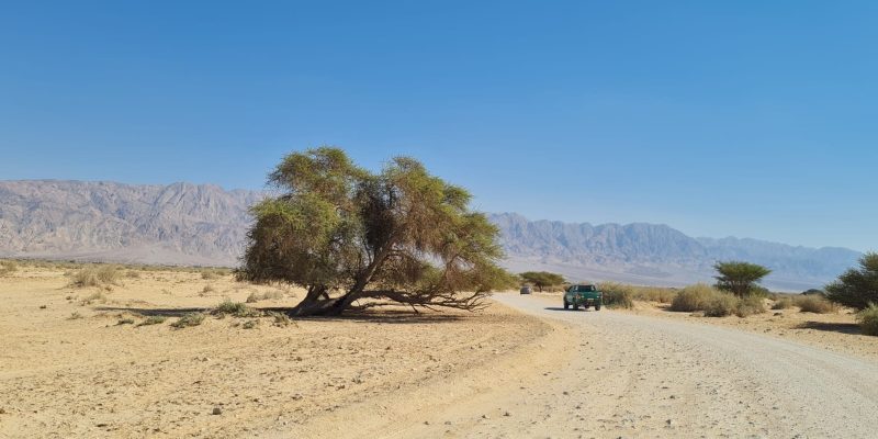 שמורת הטבע חי בר יטבתה