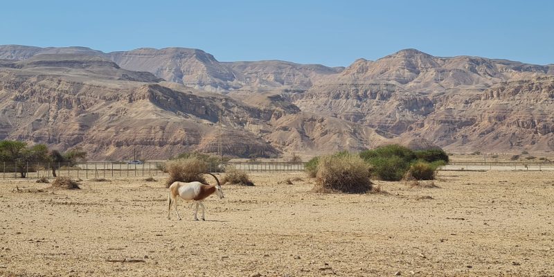 שמורת הטבע חי בר יטבתה