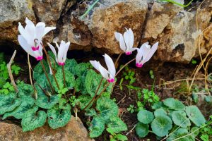 שמורת טבע נחל יחיעם