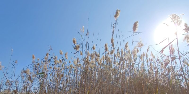 שמורת טבע מעיינות גיבתון