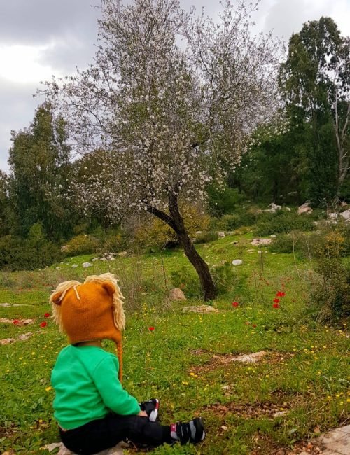 פריחת השקדיות ביער קריית אתא דרך נוף יער ציפורי