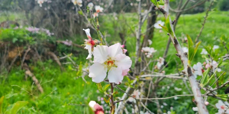 יער מסריק – יער שריד