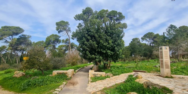 יער מסריק – יער שריד