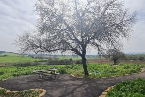 פריחה בגבעת חציר - עמק יזרעאל