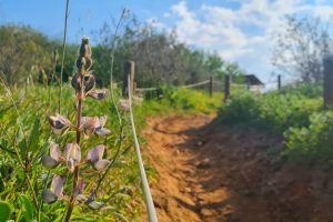 גבעת האלון - גבעת דרור - בני דרור