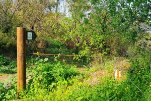 שביל ההתיישבות - חורשת השומרים יער לנדוי – קריית טבעון