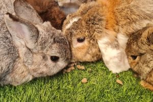 כפר הארנבונים חוות נגר – בית לחם הגלילית