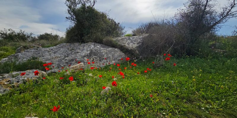 גבעת שר: מסלול פריחה עם נוף ושרידי ארכאולוגיה