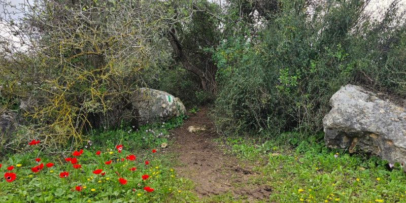גבעת שר: מסלול פריחה עם נוף ושרידי ארכאולוגיה