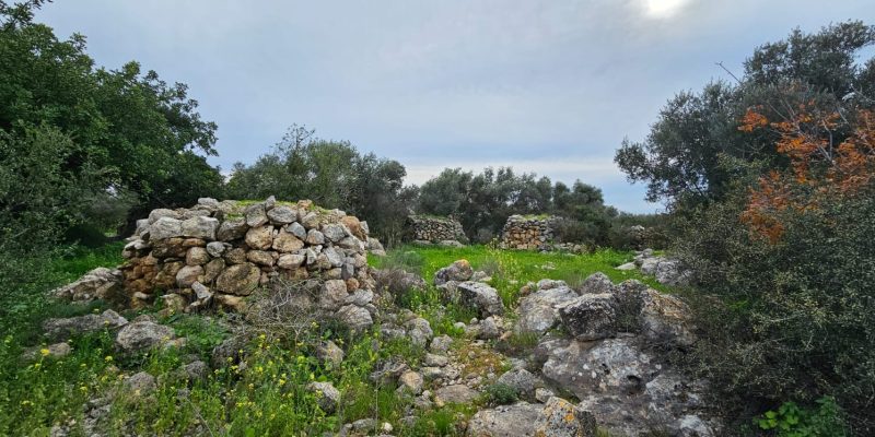 גבעת שר: מסלול פריחה עם נוף ושרידי ארכאולוגיה