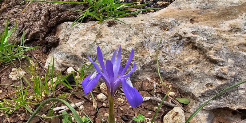 גבעת שר: מסלול פריחה עם נוף ושרידי ארכאולוגיה