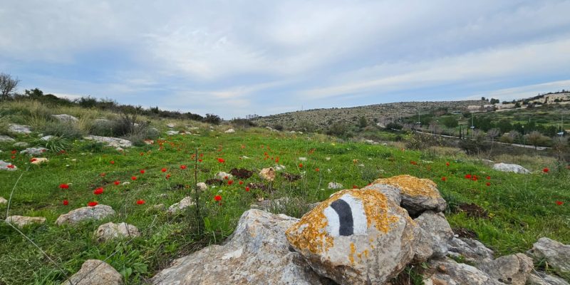 גבעת שר: מסלול פריחה עם נוף ושרידי ארכאולוגיה