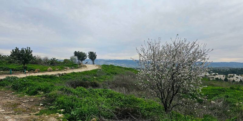 גבעת התיתורה במודיעין – טיול נגיש לכל המשפחה