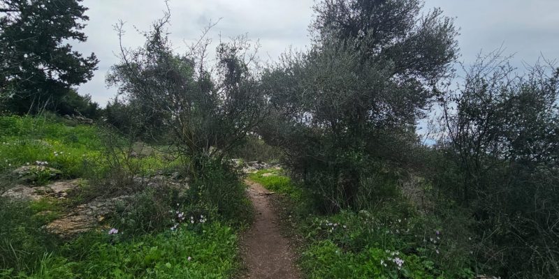 גבעת הברושים: מסלול פריחה ותצפית על הרי יהודה