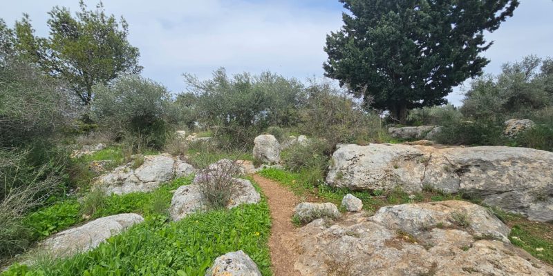 גבעת הברושים: מסלול פריחה ותצפית על הרי יהודה