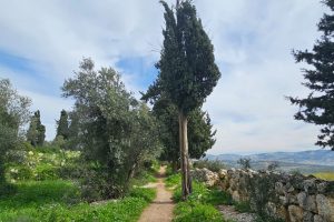 גבעת הברושים: מסלול פריחה ותצפית על הרי יהודה