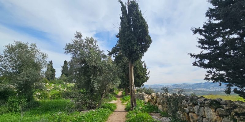גבעת הברושים: מסלול פריחה ותצפית על הרי יהודה