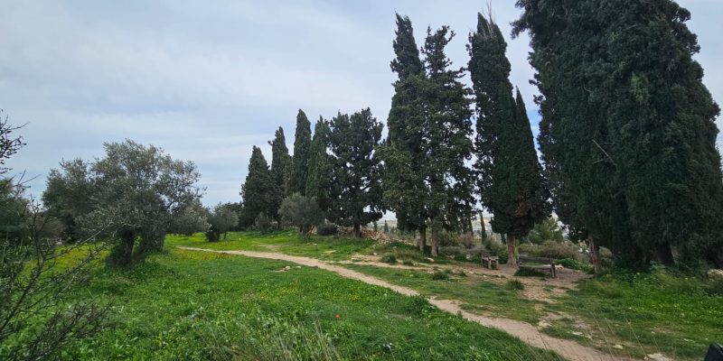 גבעת הברושים: מסלול פריחה ותצפית על הרי יהודה