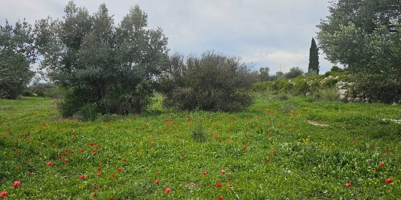 גבעת הברושים: מסלול פריחה ותצפית על הרי יהודה