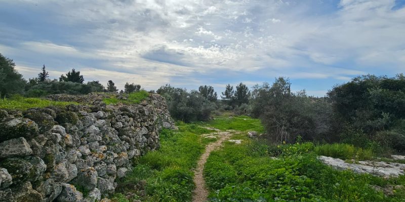 גבעת הברושים: מסלול פריחה ותצפית על הרי יהודה