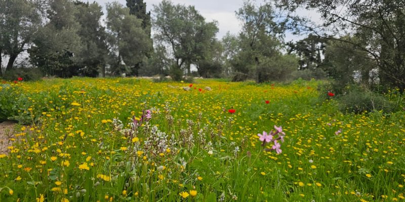 גבעת הברושים: מסלול פריחה ותצפית על הרי יהודה