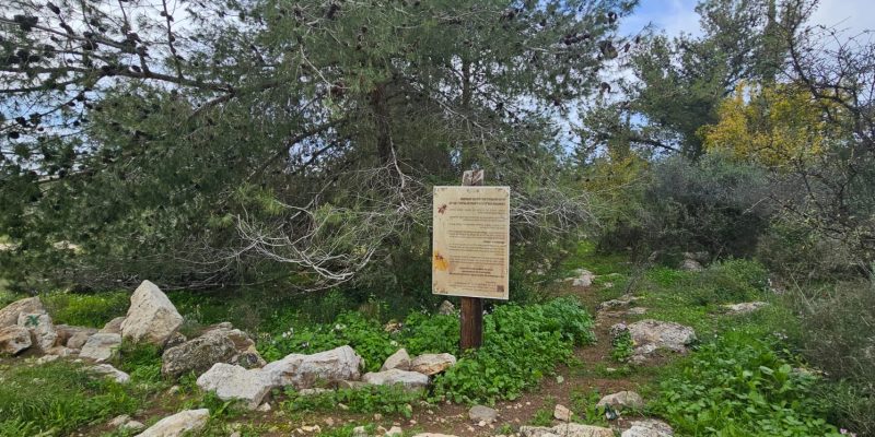גבעת הברושים: מסלול פריחה ותצפית על הרי יהודה