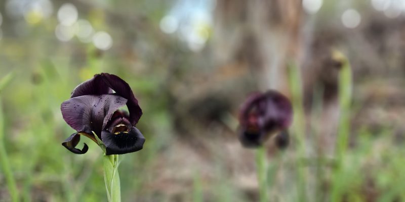 שביל האירוסים יער האילנות