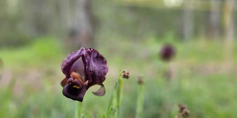 שביל האירוסים יער האילנות