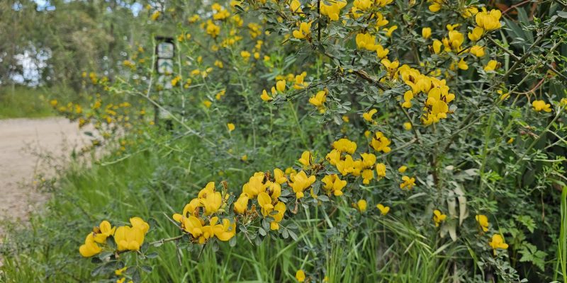 שביל האירוסים יער האילנות