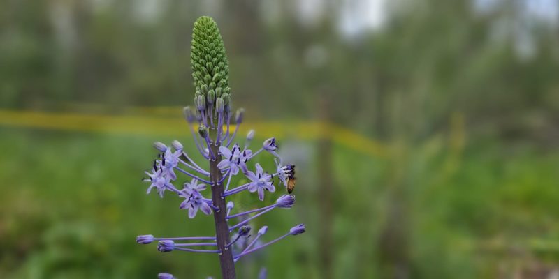 שביל האירוסים יער האילנות