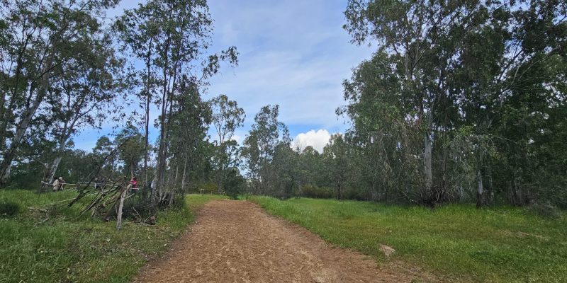 שביל האירוסים יער האילנות
