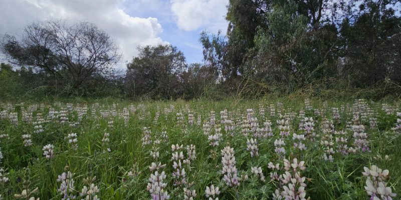 שביל האירוסים יער האילנות