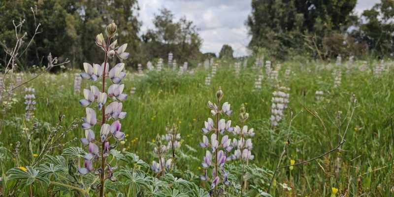 שביל האירוסים יער האילנות