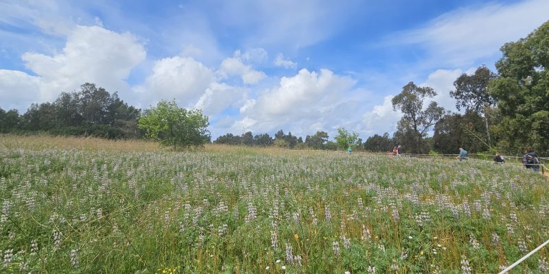 שביל האירוסים יער האילנות